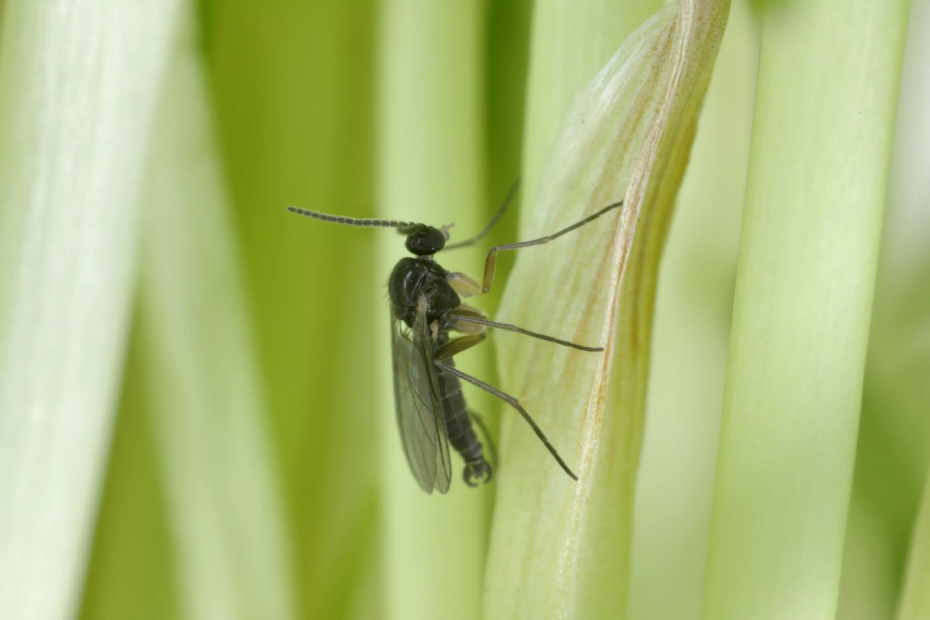 How To Get Rid of Gnats in Your Home - Vimarsana News