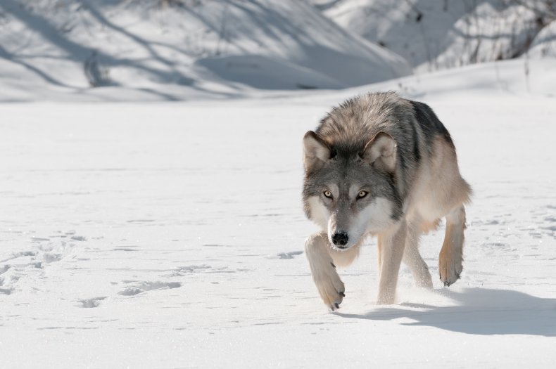 Stock image of Gray wolf in snow