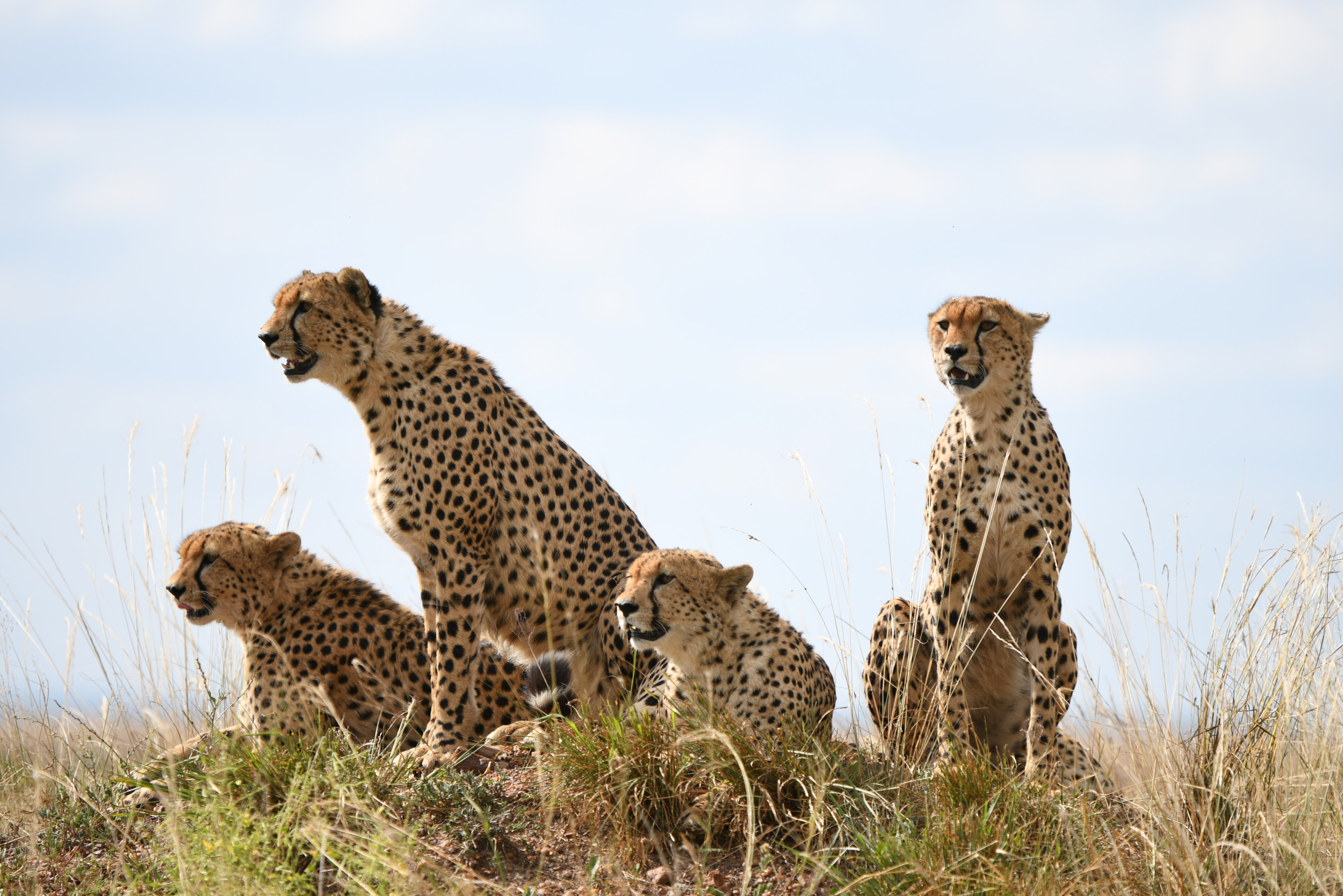 cheetahs hunting in packs
