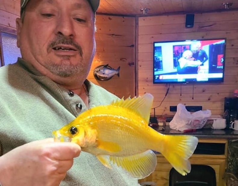 A golden crappie fish