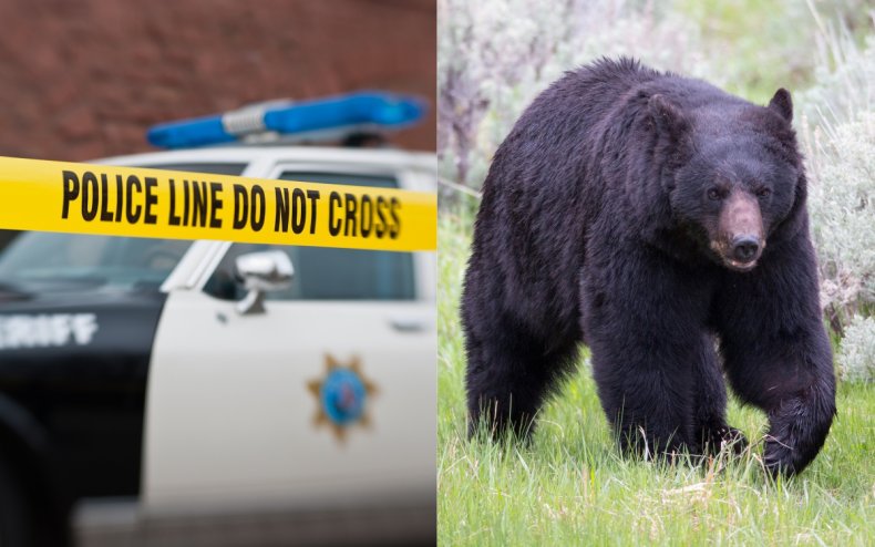 A police car and a black bear.