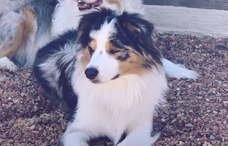 Bleu