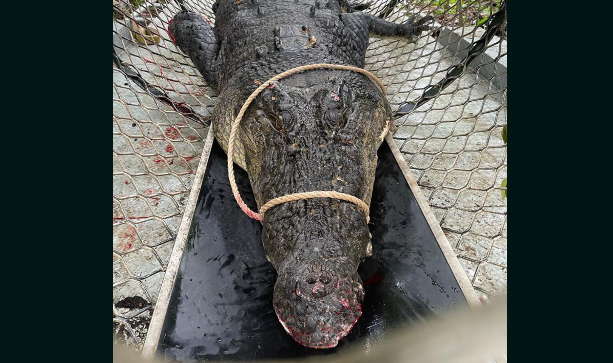 Aggressive, 3-Legged Monster Crocodile Eats Pet Dogs - Newsweek