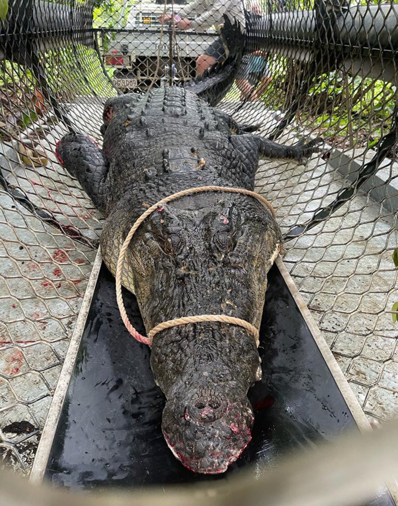 crocodile
