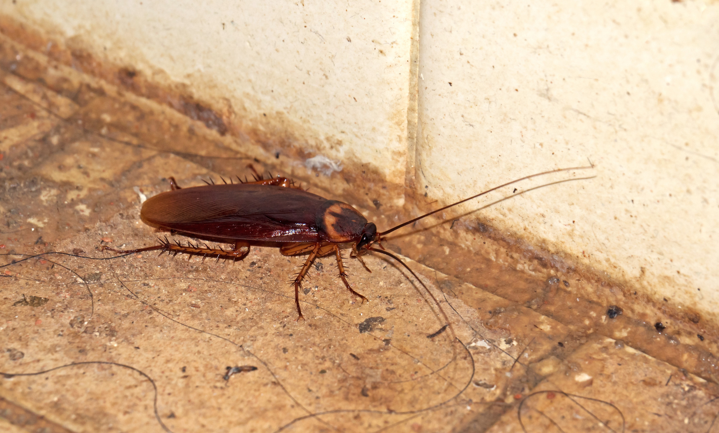 Startling roach infestation found inside Denny's among issues on
