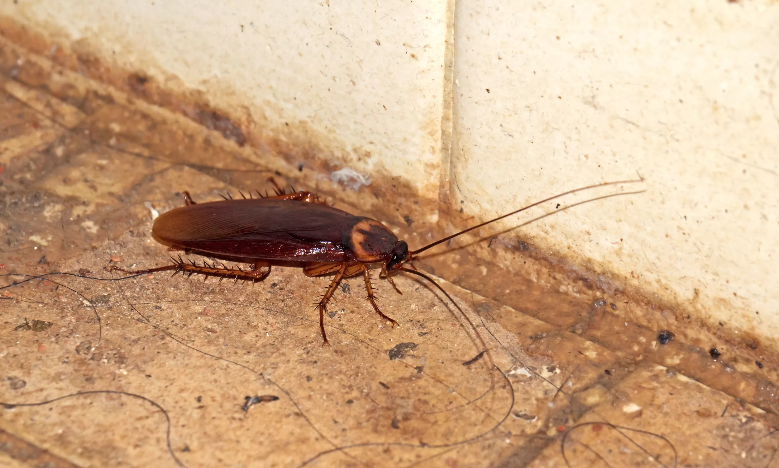 'Worst Case of Cockroaches' Exposed as Mom's 'Hell Hole' House Is Infested - Vimarsana News
