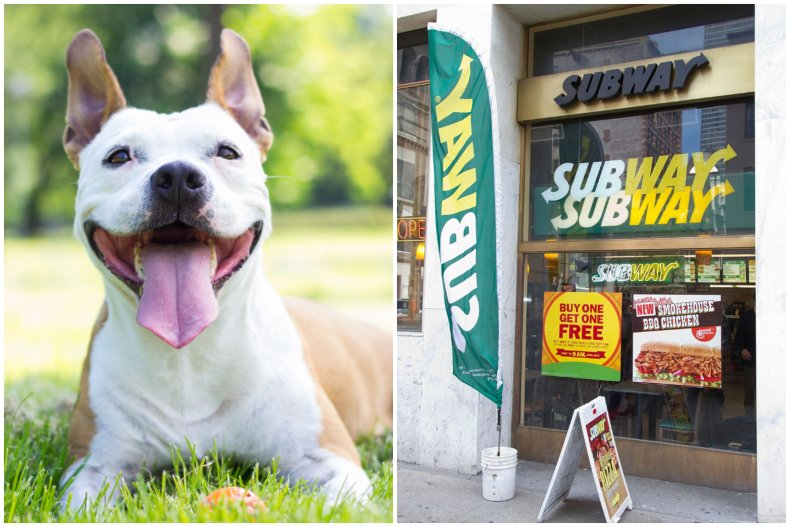 Stock image of dog and Subway store