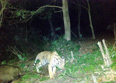 Three legged tiger Three legged tiger