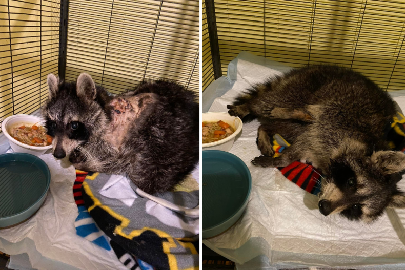 Raccoon saved by Ohio wildlife volunteers