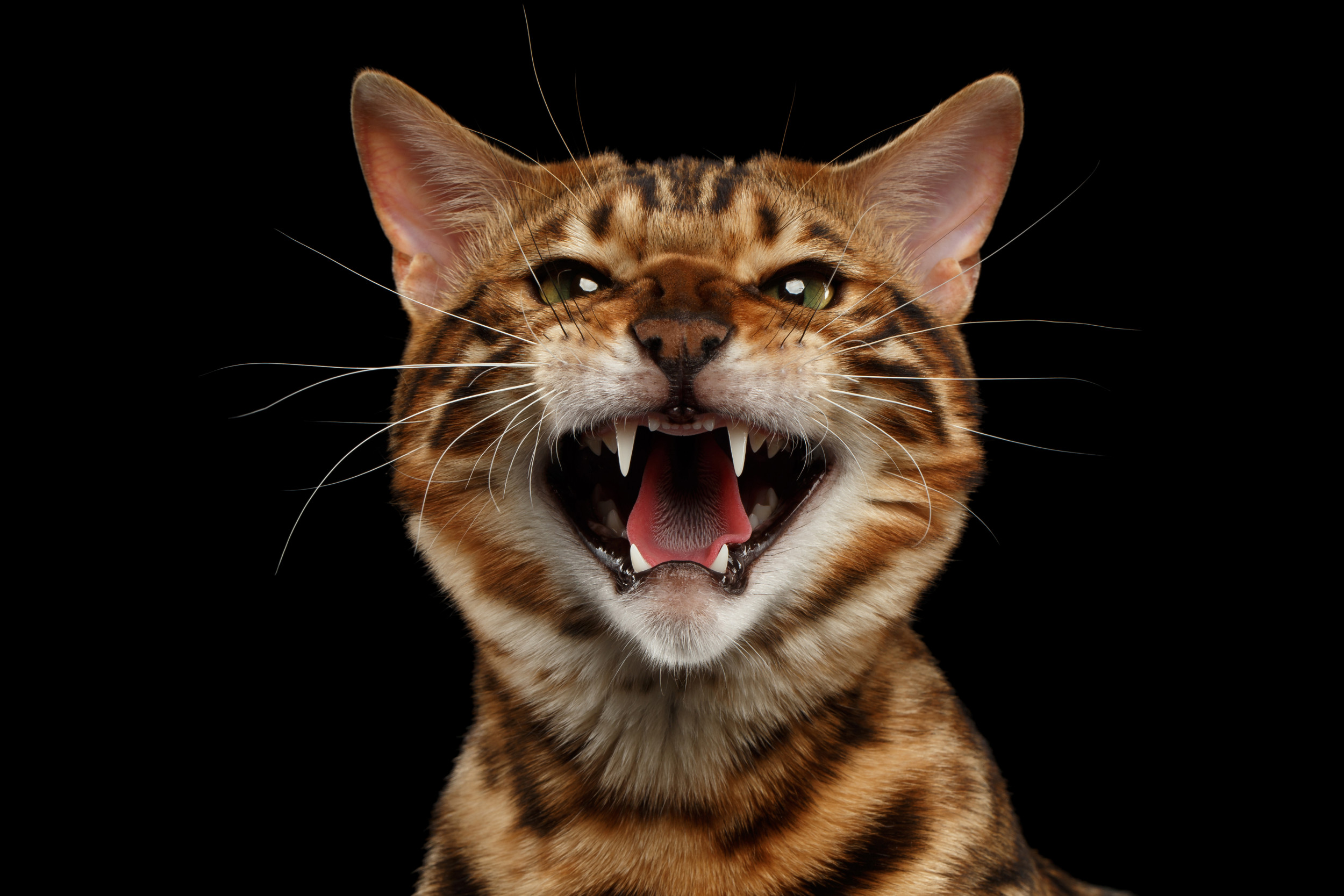 What Is A Cat Hiss At William Behm Blog