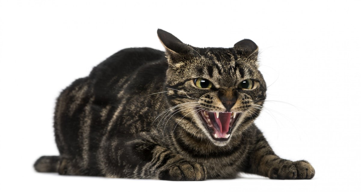 A cat hissing.