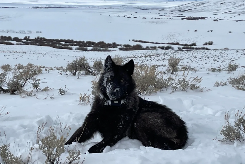 Wolf 2202 in Colorado