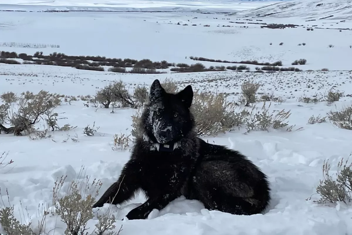Wolf Pup First To Be Born, Collared in Colorado Since Reintroduction Vote - Vimarsana News