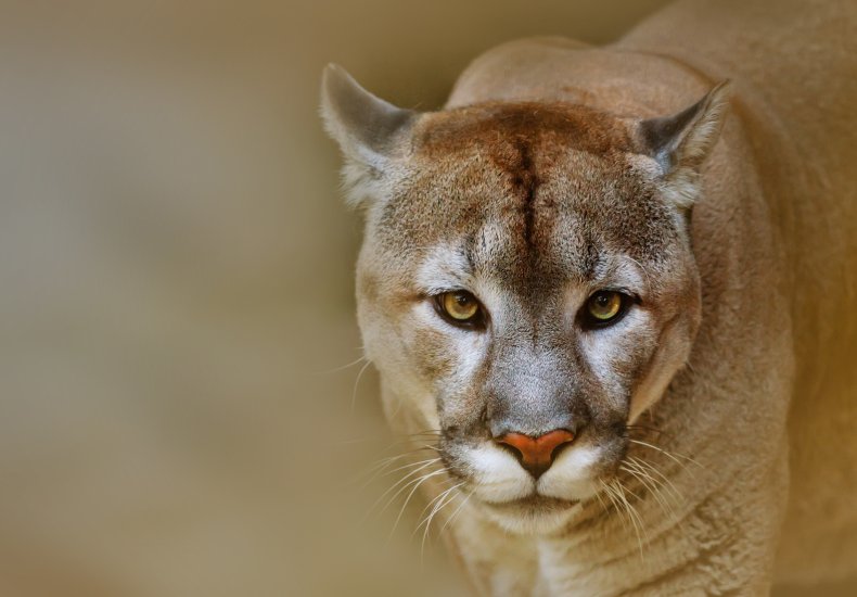 Stock image of a mountain lion