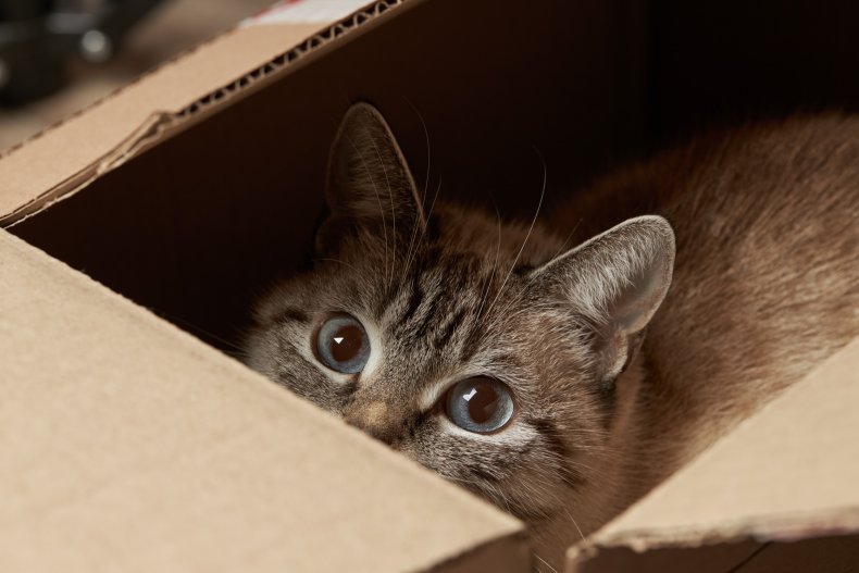 A cat hiding in a box. 