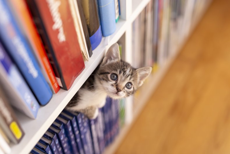 A kitten peeking out of a shelf.