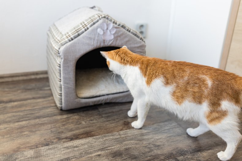A cat looking at a cat enclosure.