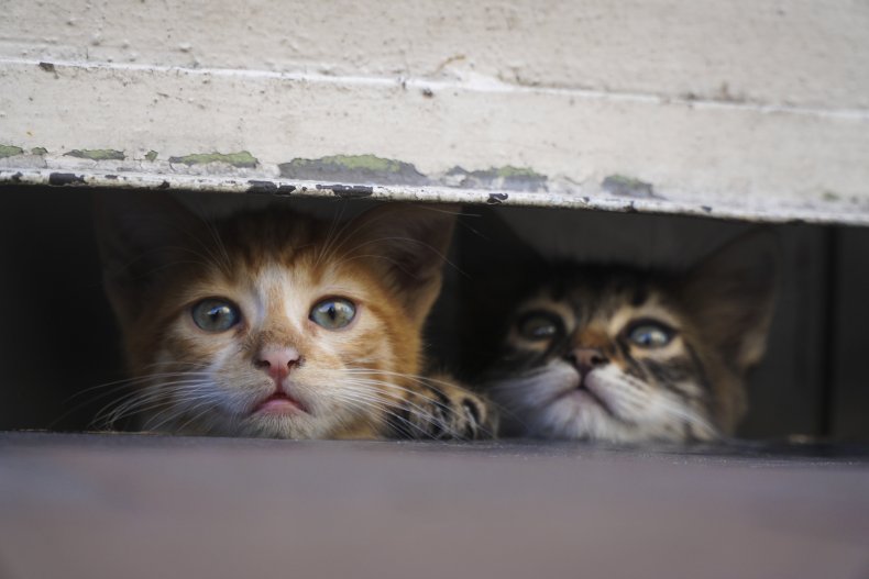 Two cats in a hiding space. 