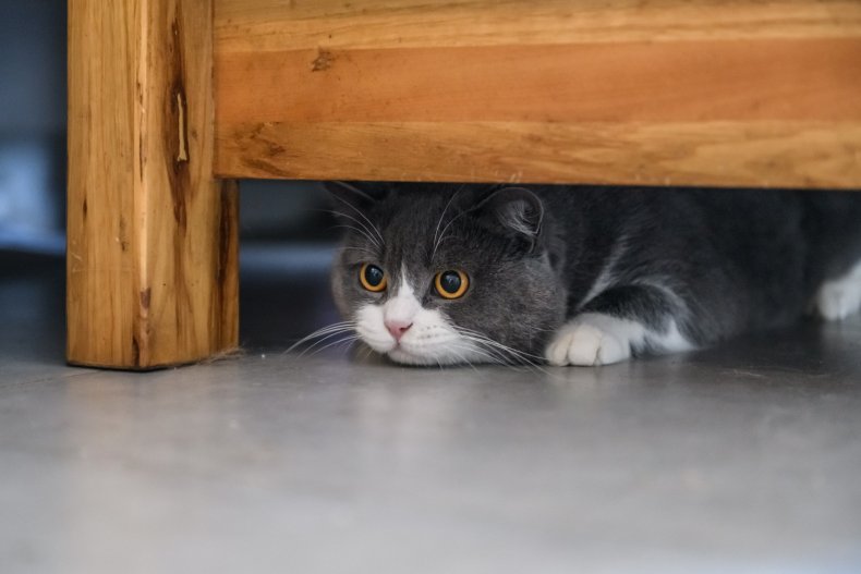 A cat crouched under a table. 