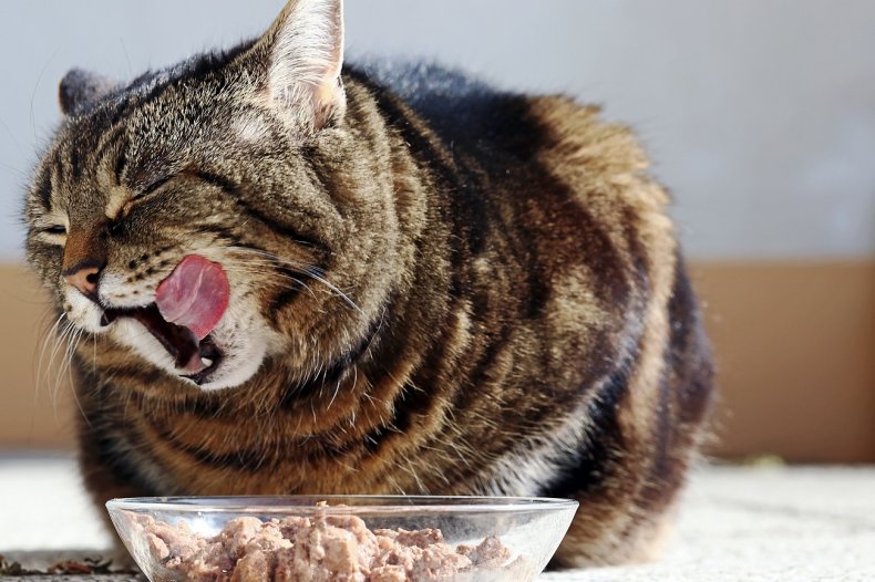 Eating cat