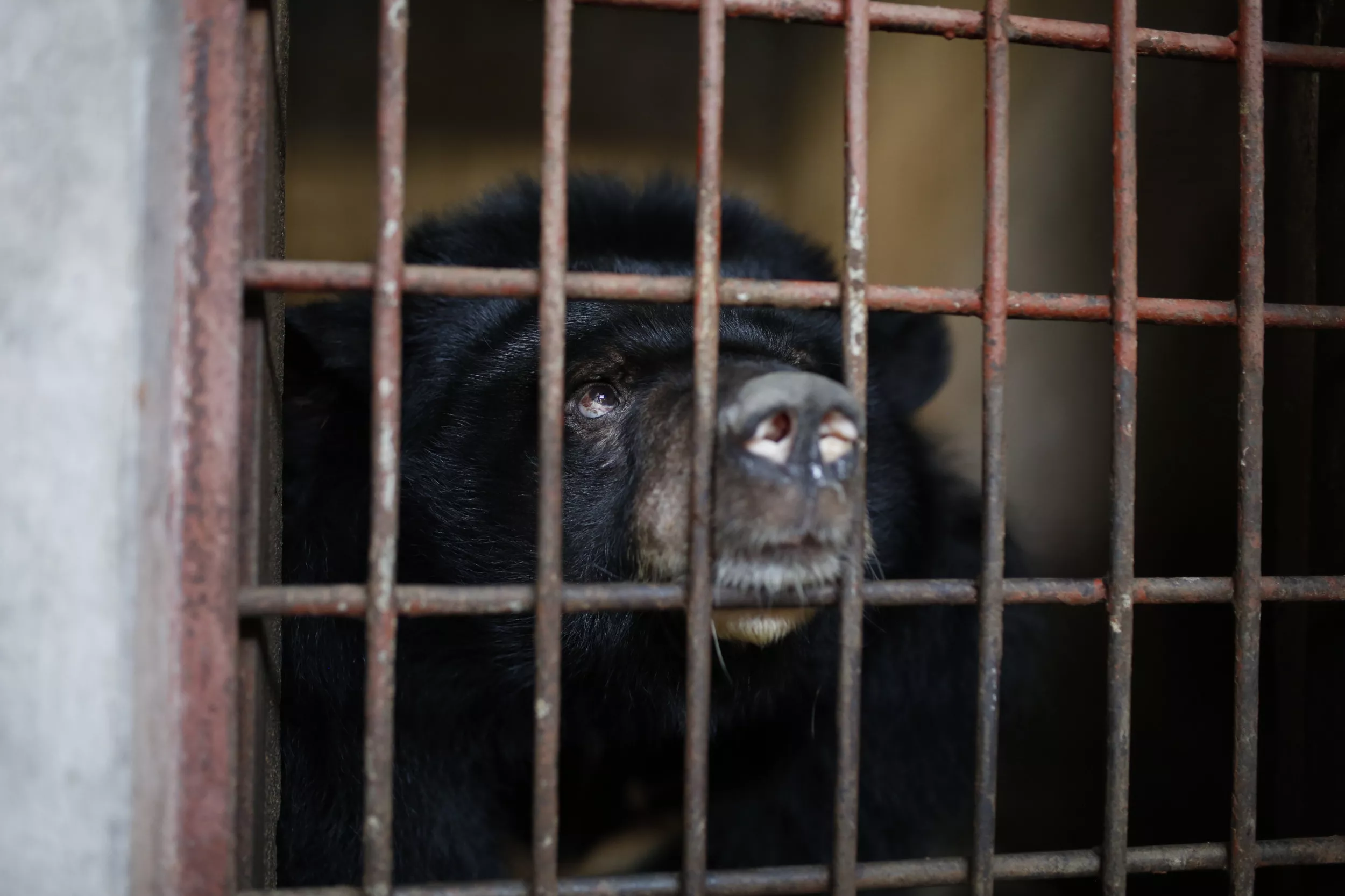 Emaciated Bears, One With Missing Leg, Rescued From Bile Farms in Vietnam - Vimarsana News
