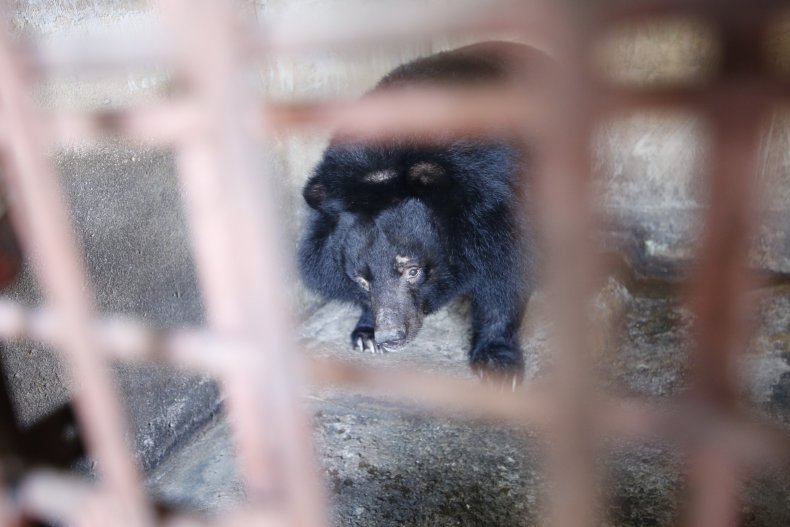 Bile bear