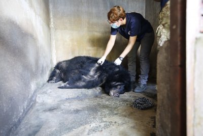Bile bear Bile bear