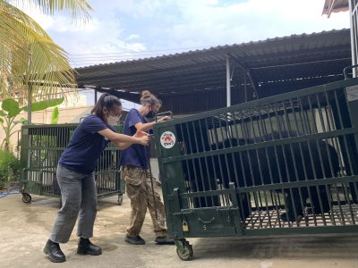 Bile bear Bile bear
