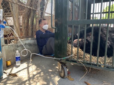 Bile bear Bile bear
