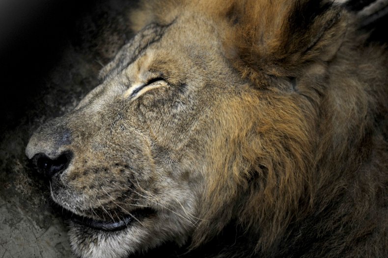 Lion seen resting in a zoo
