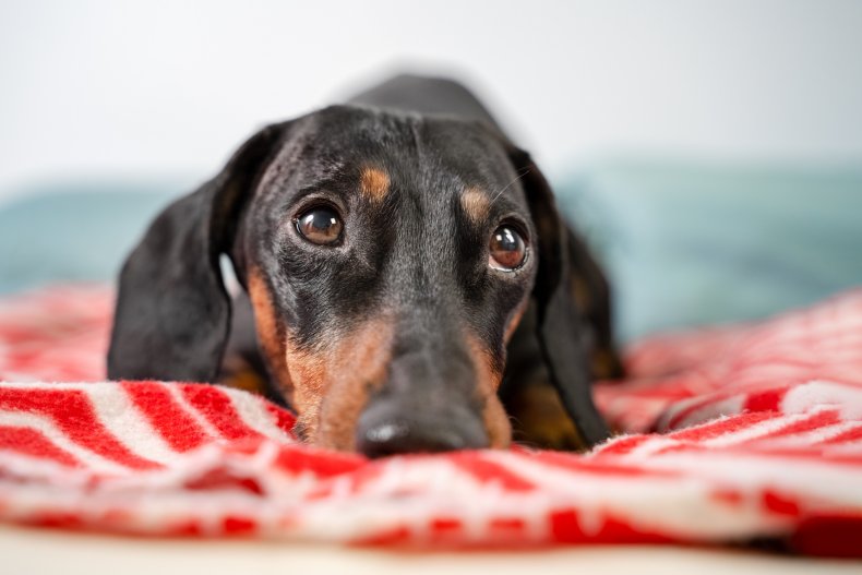 A dachsund