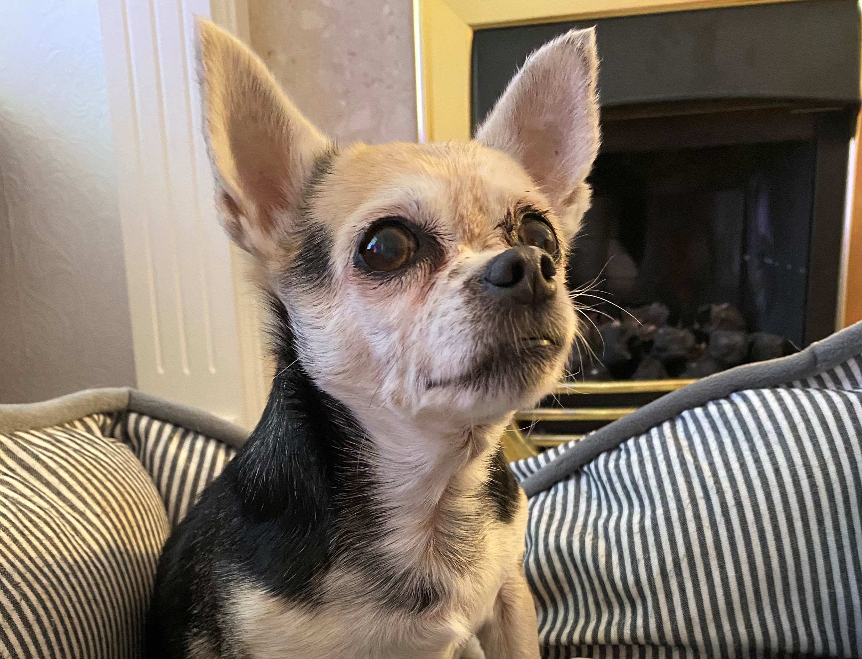 Owner Shares What Its Like Living With Old Chihuahua Whos Blind And