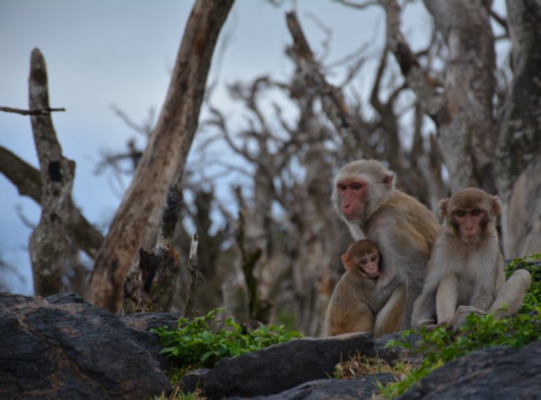 Rhesus macaques