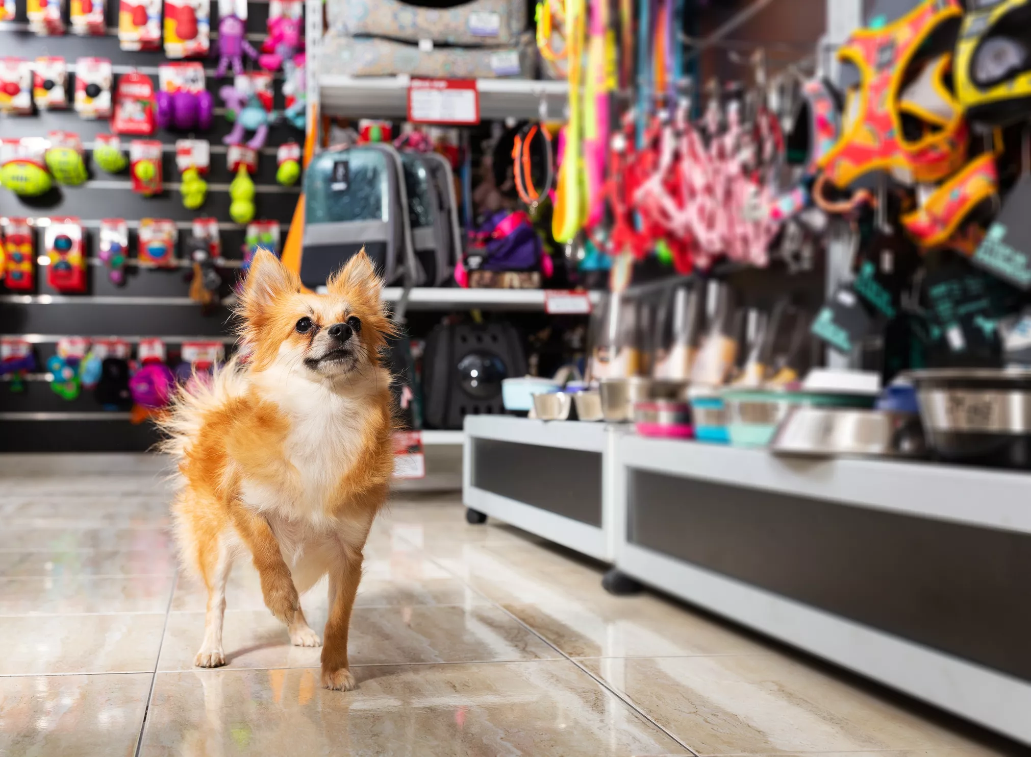 Owner Hired Ghost Hunters to Perform Séance for 'Haunted' Pet Shop - Vimarsana News