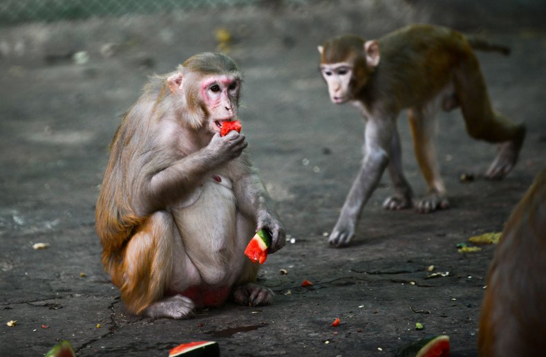 rhesus macaque, india 