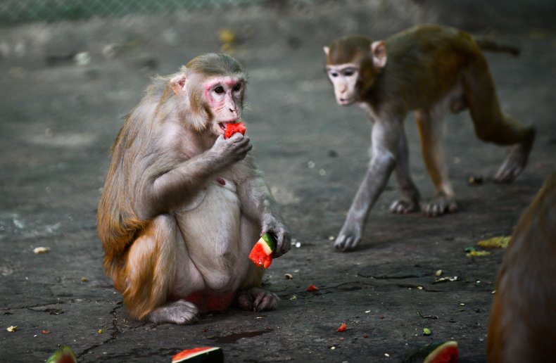 rhesus macaque, india