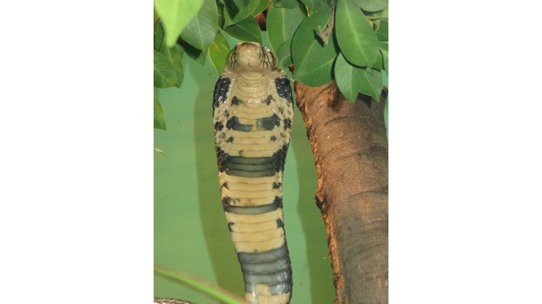west african banded cobra texas loose snake