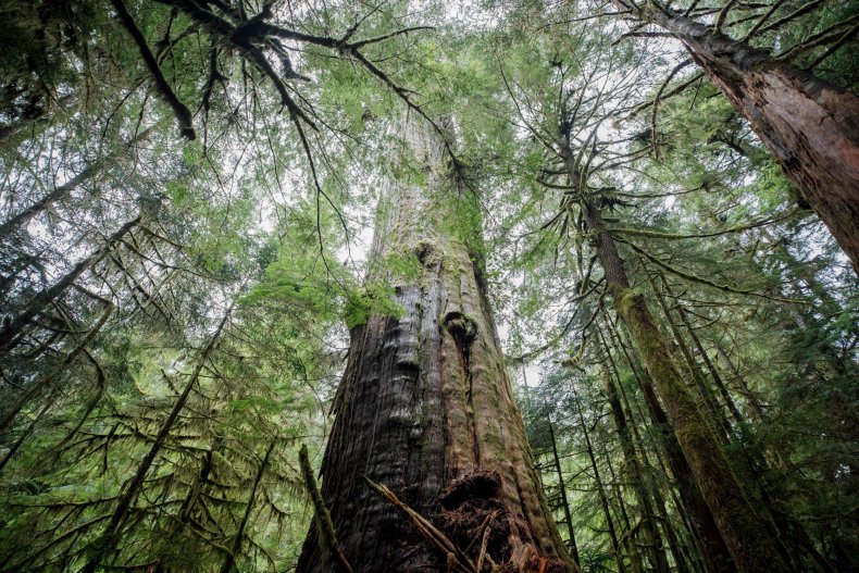 A Red Cedar on Vancouver Island