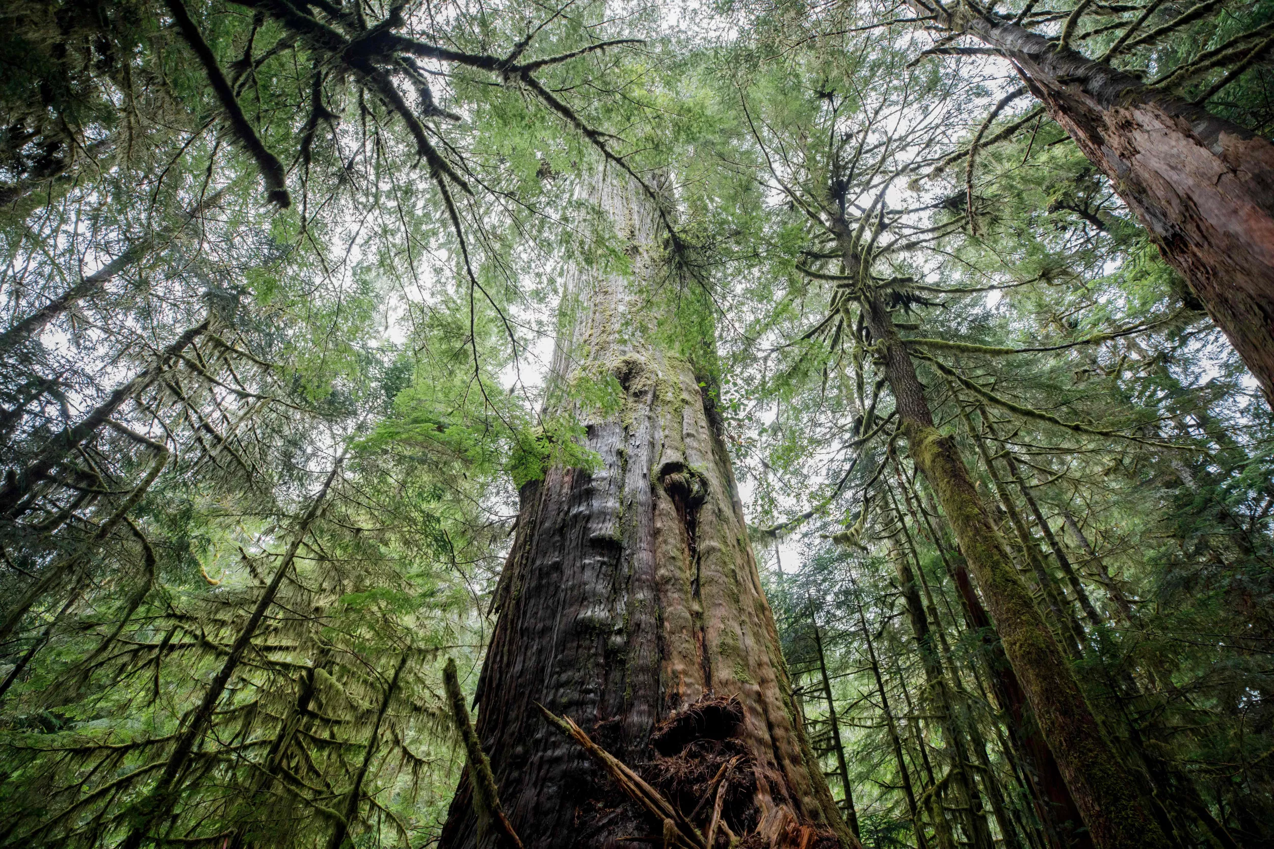 Missing Person Survives 74 Days in Wilderness: 'No One Could Hear Me Scream' - Vimarsana News