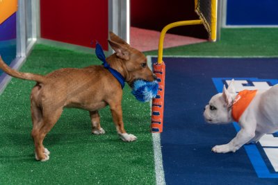 Puppies Taking Part In Puppy Bowl 2022