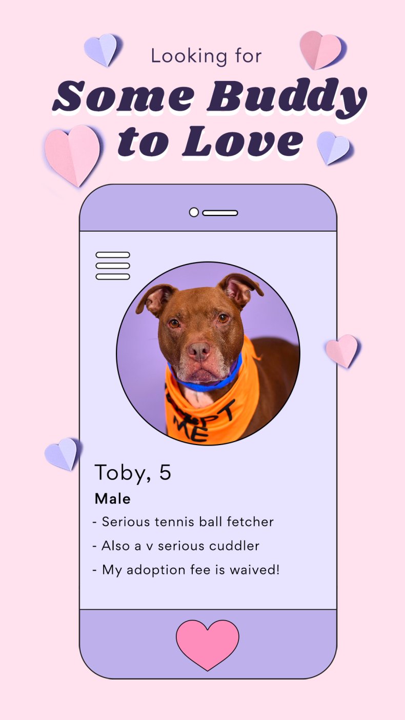 These Valentine's Dating Profiles of Pets Looking for a Home Will Melt These Valentine's Dating Profiles of Pets Looking for a Home Will Melt