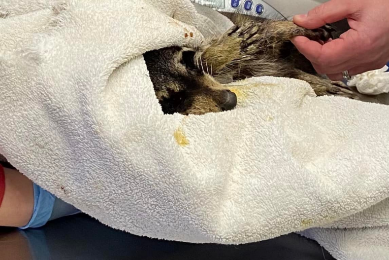Raccoon dies in care of Ohio volunteers