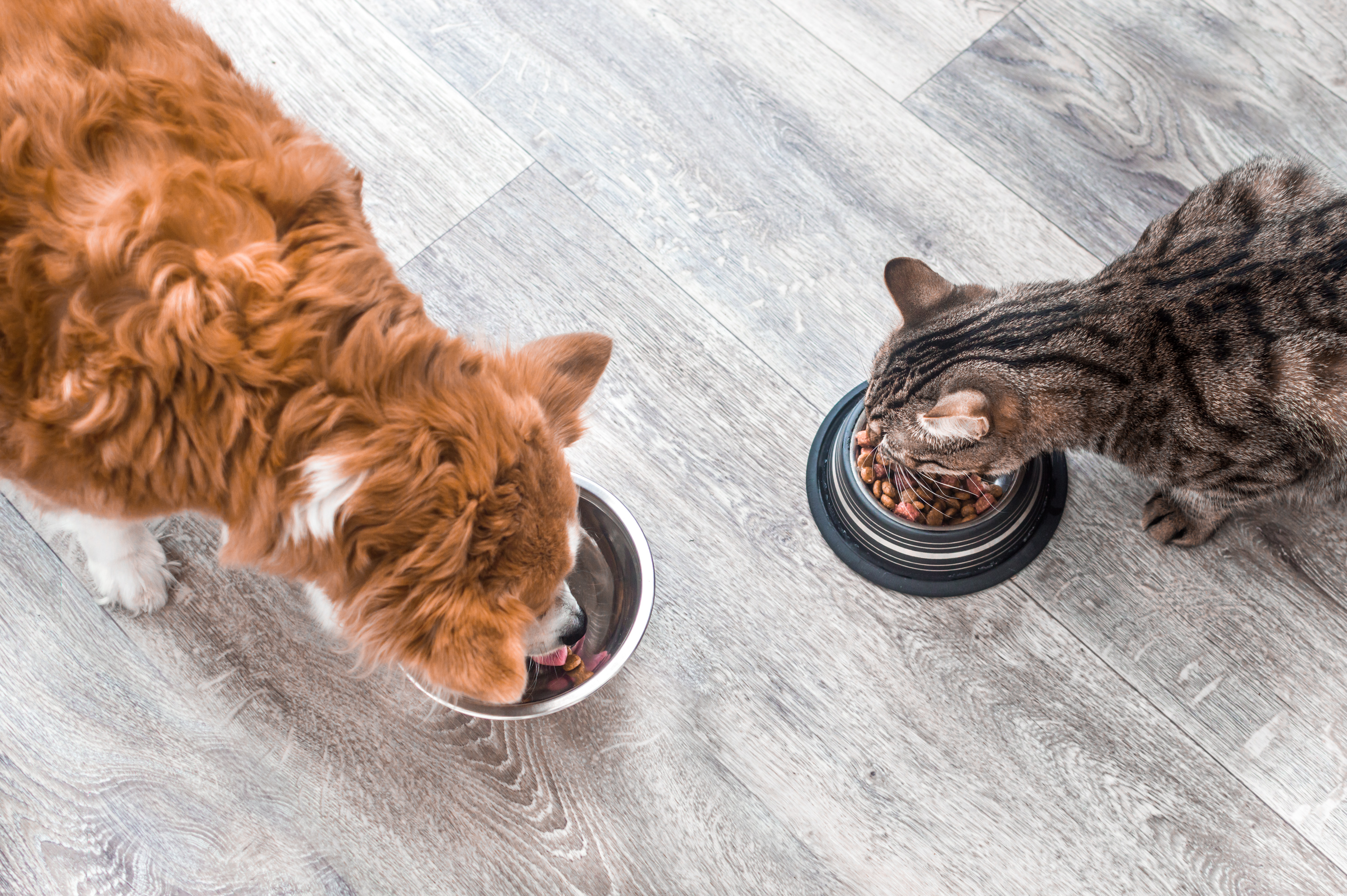 Dog shop eats cat