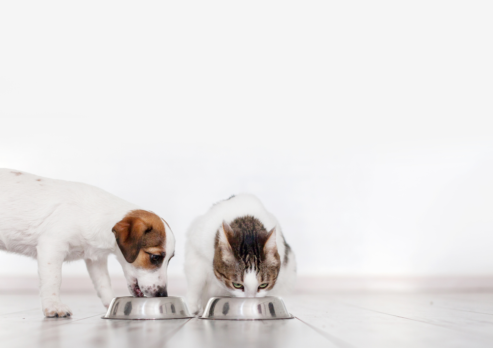 Food for both cats and outlet dogs