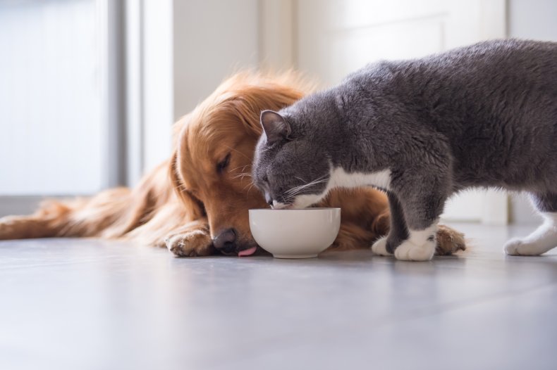 Can Dogs Eat Cat Food