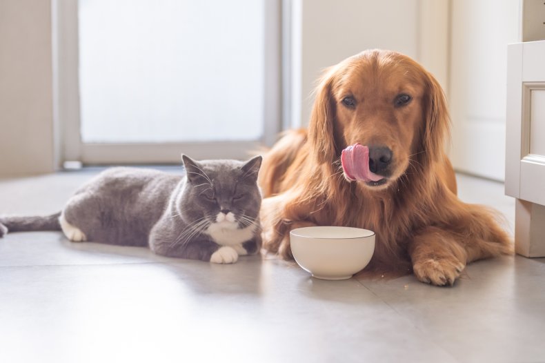 Can dogs eat cat food