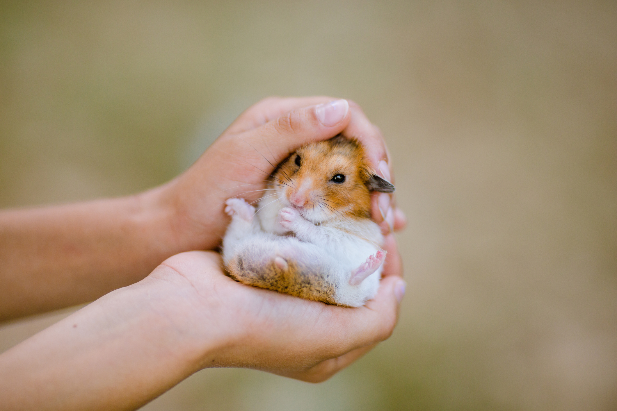 Guinea pig or hot sale hamster for child