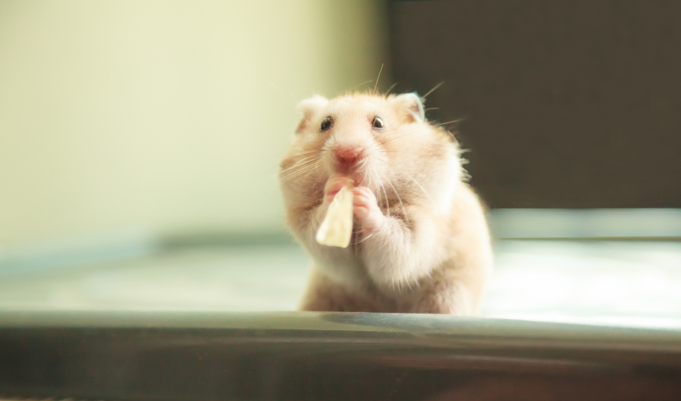 What's better a hamster or best sale guinea pig