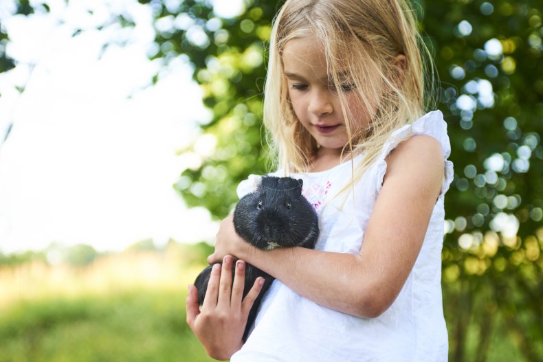 guinea pig pet