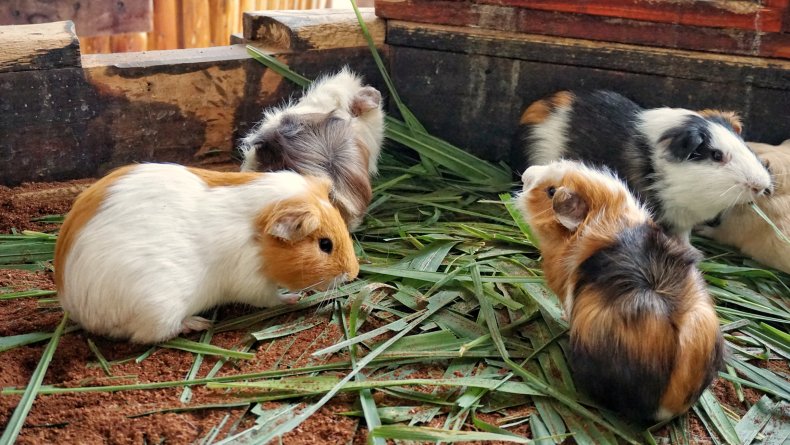 Group of domestic guinea pigs eating green 